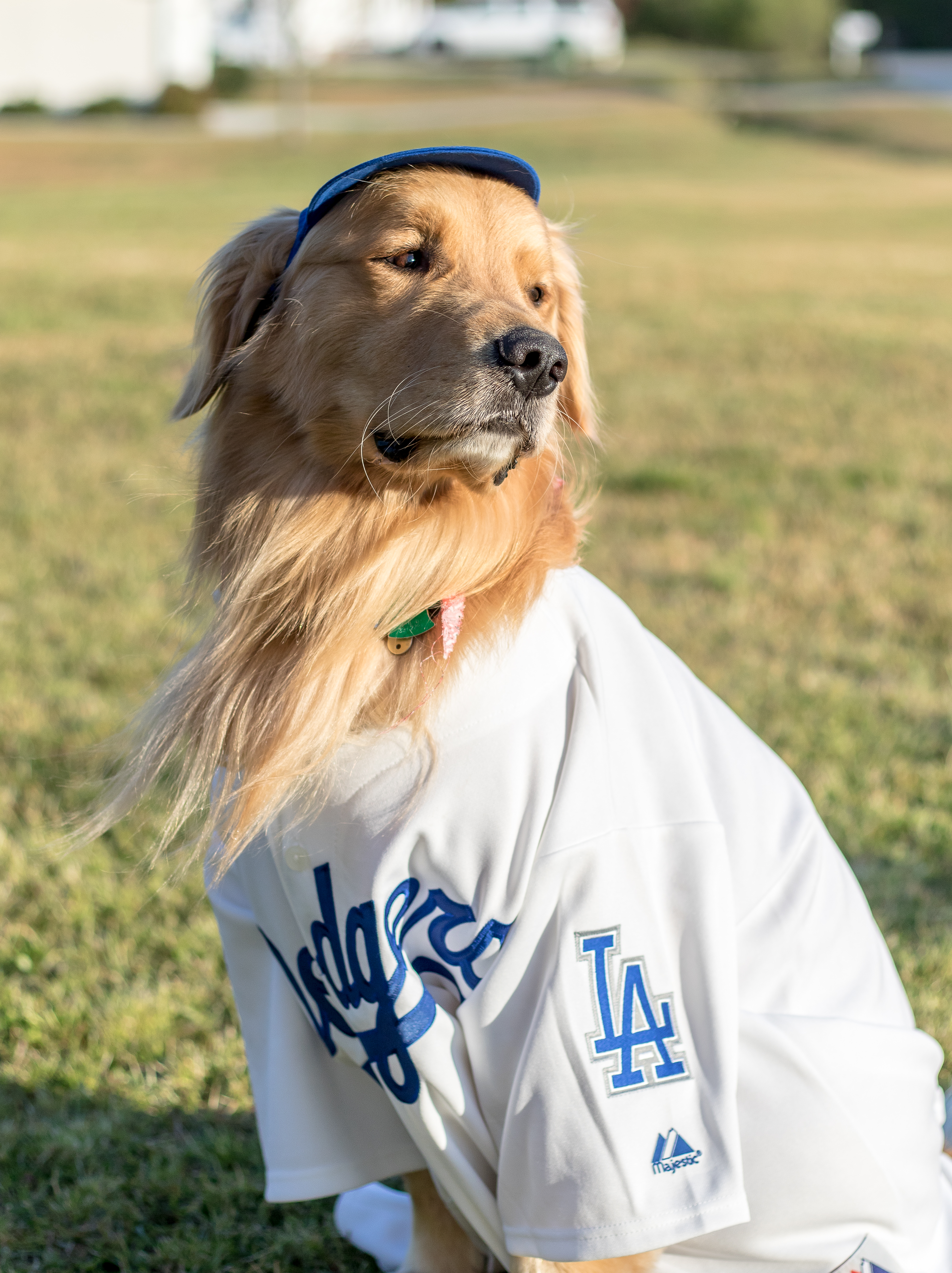 dodger gear for dogs