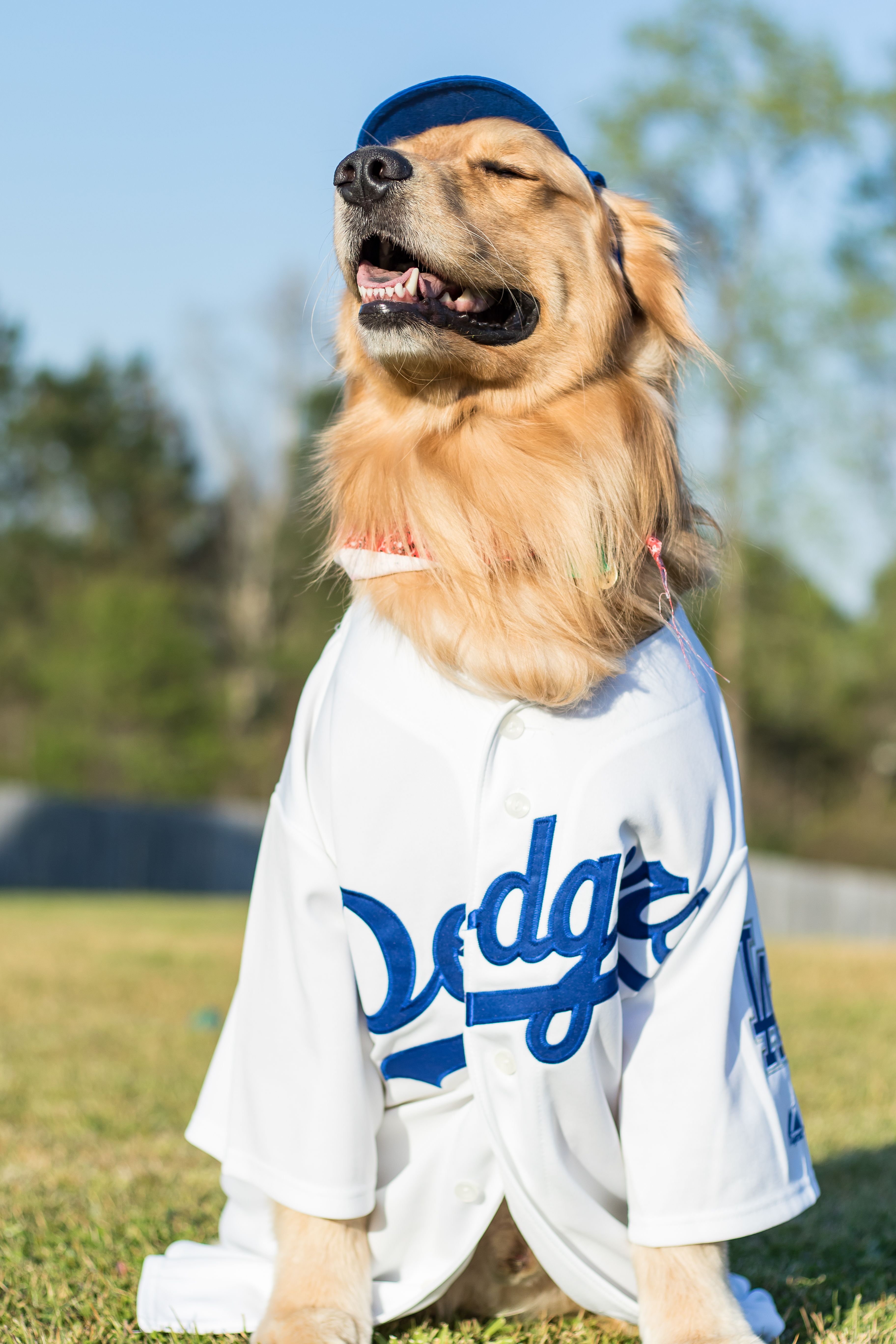 Golden Retriever Los Angeles Dodgers Shirt - High-Quality Printed Brand