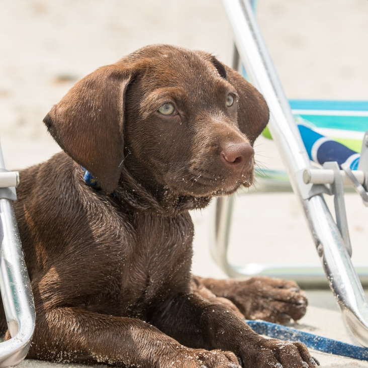 Hershey wasn't fond of the water so he was chilling by the chairs.